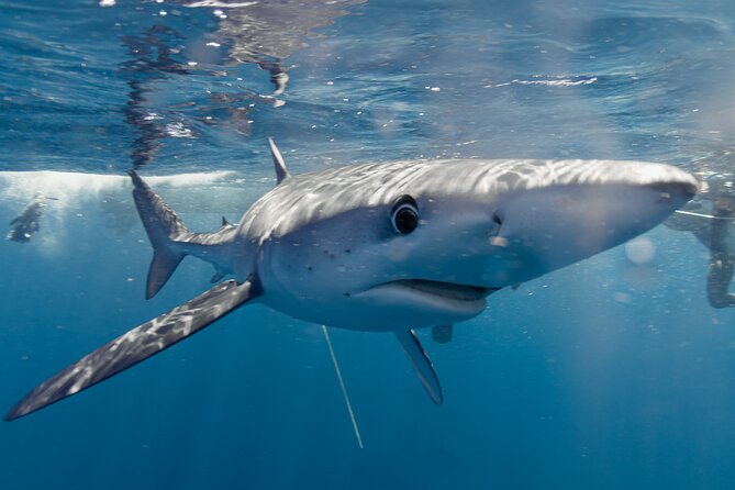 Shark Safari in San Jose del Cabo - The briefing comes before the sharks