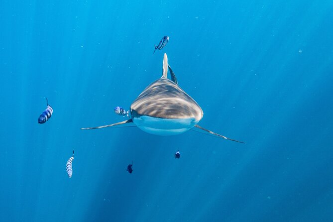 Shark Safari & Snorkel Adventure in Cabo San Lucas - Leaving Cabo San Lucas at 7 a.m.