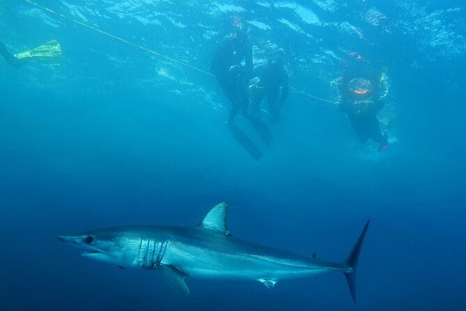 Shark Safari & Snorkel Adventure in Cabo San Lucas - How the shark encounter works