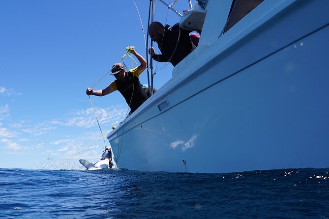 Shark Safari & Snorkel Adventure in Cabo San Lucas - Shark sightings are never guaranteed