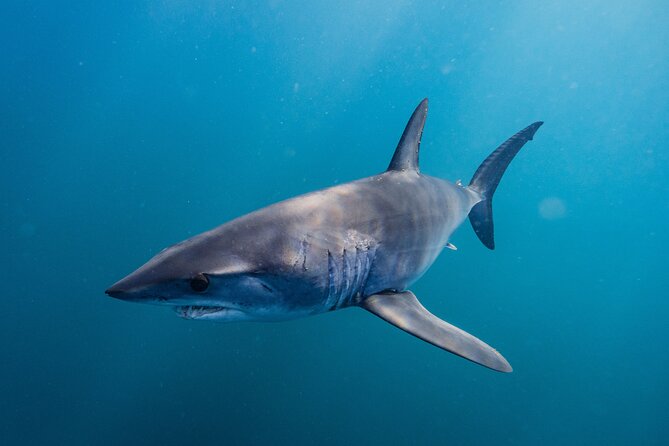 Shark Safari & Snorkel Adventure in Cabo San Lucas - Waves, cold water, and the physical effort