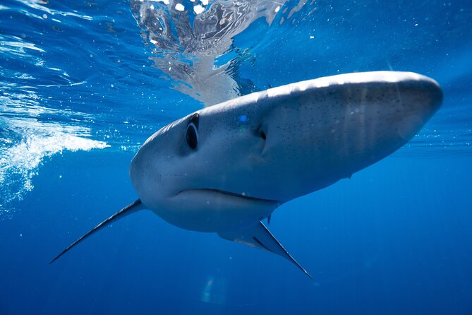 Shark Safari & Snorkel Adventure in Cabo San Lucas - Is $203.12 a fair price?
