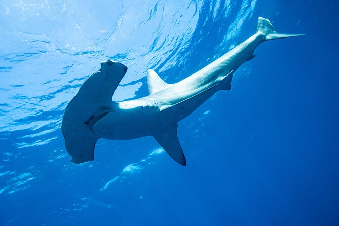Shark Safari & Snorkel Adventure in Cabo San Lucas - El Arco, Lovers Beach, and the route offshore