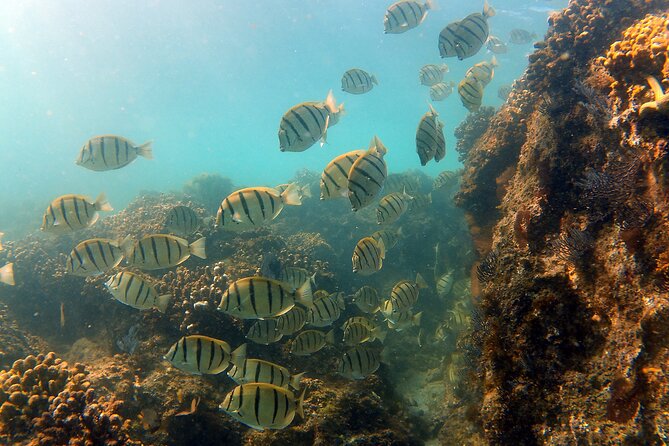 Small-Group Snorkel Adventure in San Jose del Cabo - Choosing the snorkeling sites near Palmilla and the Corridor
