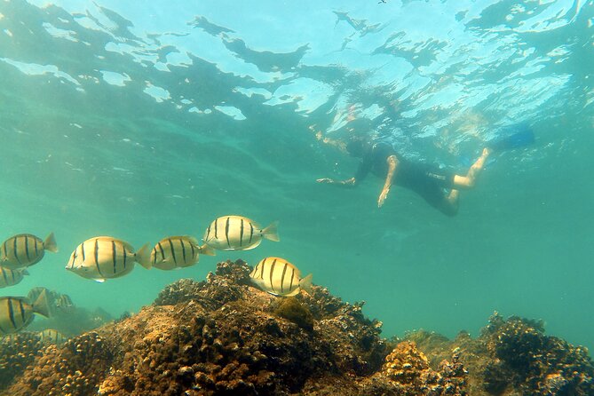 Small-Group Snorkel Adventure in San Jose del Cabo - Timing, meeting point, and practical details