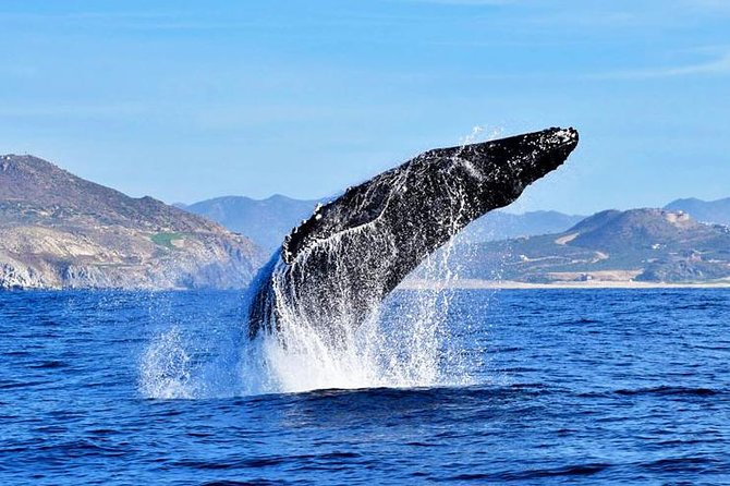 SMALL GROUP Whale Watch | Cabo San Lucas | Biologist | FREE Pics - Why this Cabo whale trip feels different