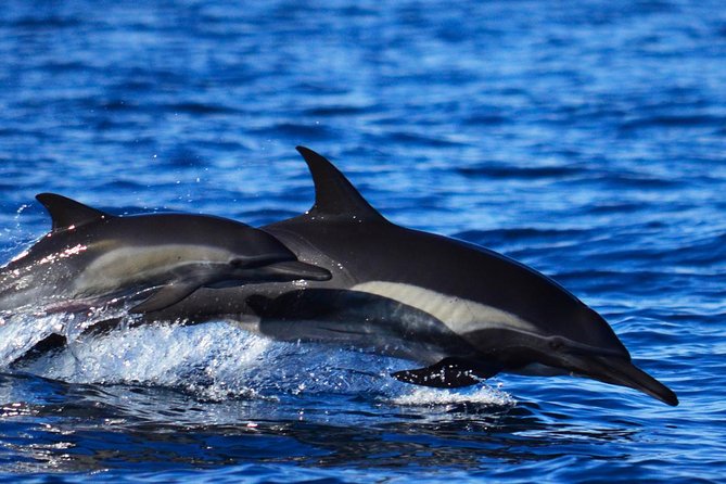 SMALL GROUP Whale Watch | Cabo San Lucas | Biologist | FREE Pics - The marine biologist makes the difference