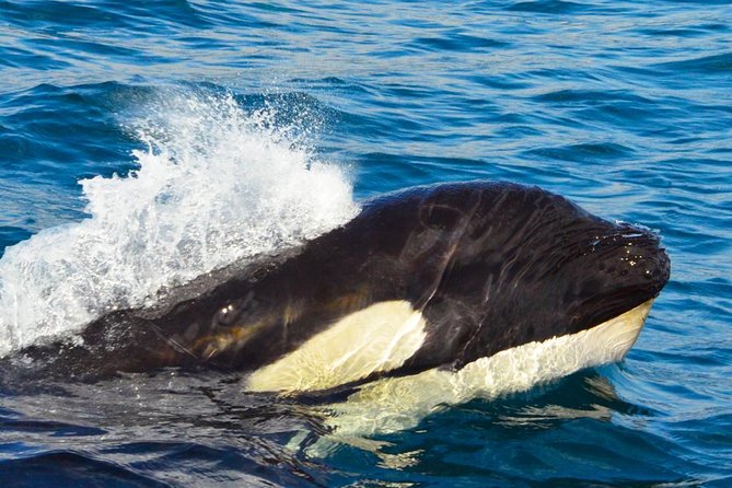 SMALL GROUP Whale Watch | Cabo San Lucas | Biologist | FREE Pics - Hearing whales through the hydrophone