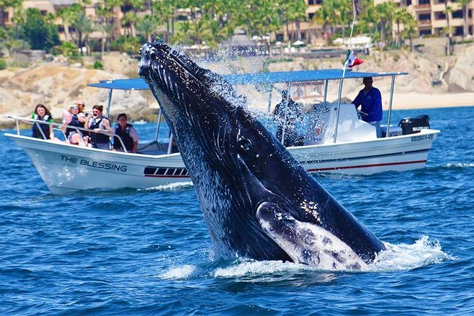 SMALL GROUP Whale Watch | Cabo San Lucas | Biologist | FREE Pics - Free photos are worth more than they sound
