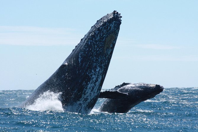 Small-Group Whale Watching Zodiac Boat Cruise in Cabo San Lucas - A fast start from Cabo Marina