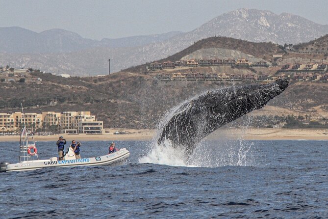 Small-Group Whale Watching Zodiac Boat Cruise in Cabo San Lucas - A good captain can make the difference