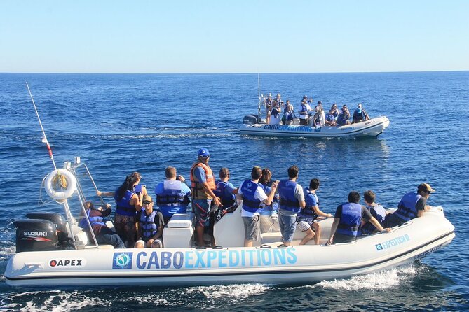Small-Group Whale Watching Zodiac Boat Cruise in Cabo San Lucas - Group size deserves a clear question