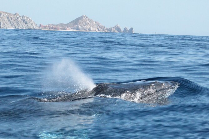 Small-Group Whale Watching Zodiac Boat Cruise in Cabo San Lucas - The marine guide adds value when communication is clear