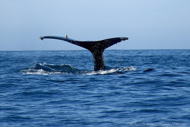 Small-Group Whale Watching Zodiac Boat Cruise in Cabo San Lucas - What $85 buys you, and what it does not