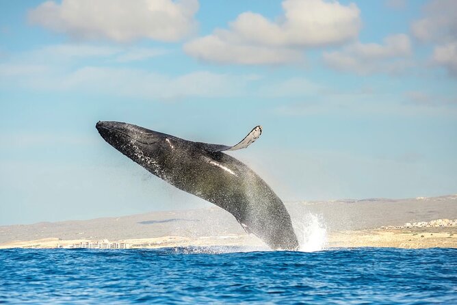 Small-Group Whale Watching Zodiac Boat Cruise in Cabo San Lucas - The Pacific or Sea of Cortez changes the search