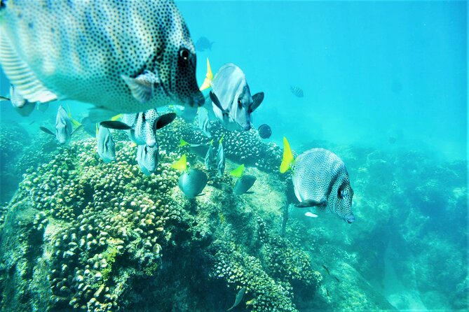 Snorkel Adventure through the Sea of Cortez - What to pack for a comfortable day