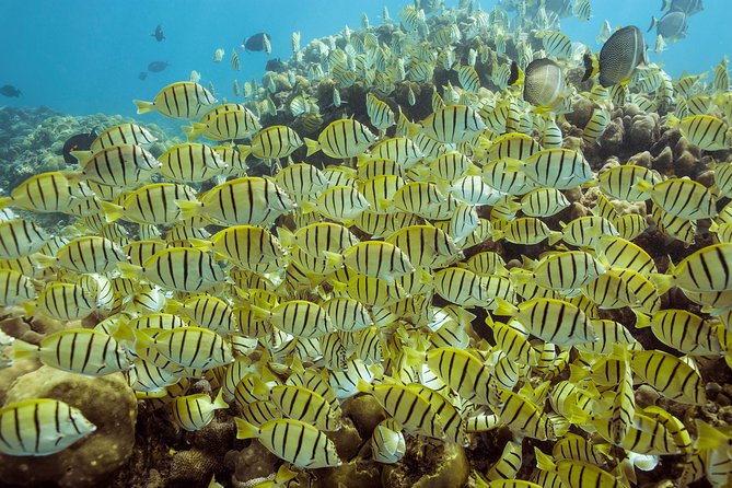 Snorkel & Explore Pelican Rock by Glass Boat + Photos - Water conditions matter more than the brochure suggests