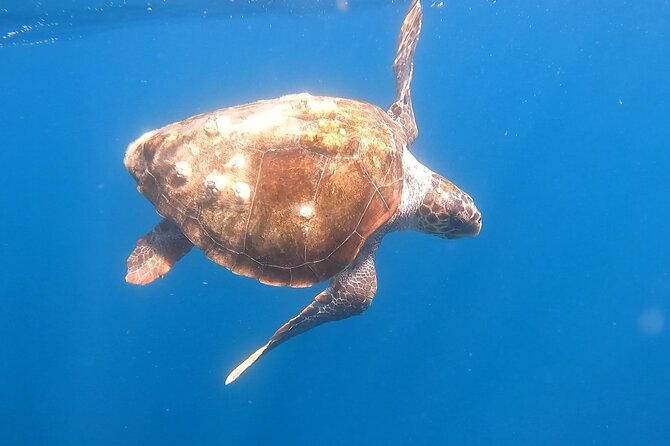 Snorkel Privately in Cabo San Lucas - The ride to the snorkeling area