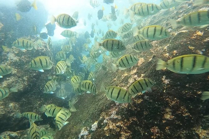 Snorkel Privately in Cabo San Lucas - Who will enjoy this Cabo boat trip most