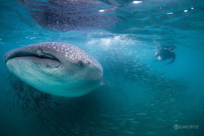 Snorkel with whale sharks includes equipment & transportation - The Early Start From Cabo