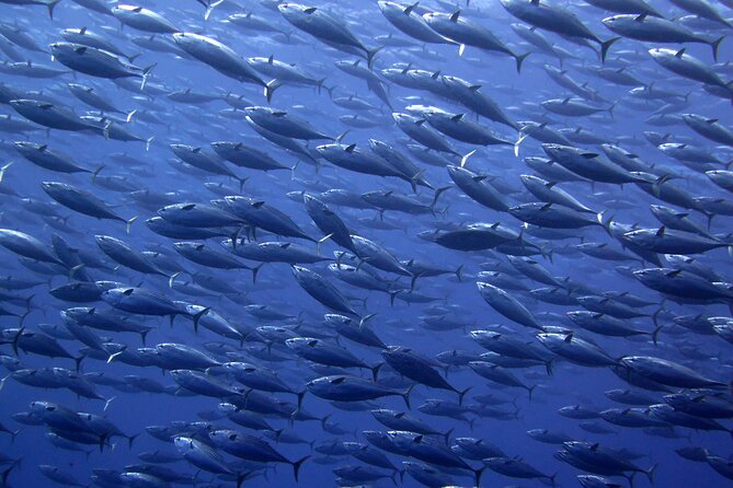 Snorkel with whale sharks includes equipment & transportation - Who Will Enjoy This Cabo Whale Shark Tour?