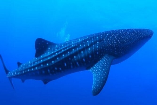 Snorkel with whale sharks includes equipment & transportation - Reaching La Paz and the Whale Shark Area