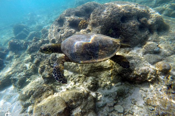 Snorkeling Adventure Cabo Pulmo - Why Cabo Pulmo is worth the long ride