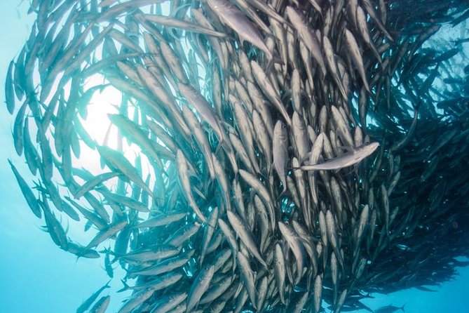 Snorkeling Adventure Cabo Pulmo - How the three-hour outing works