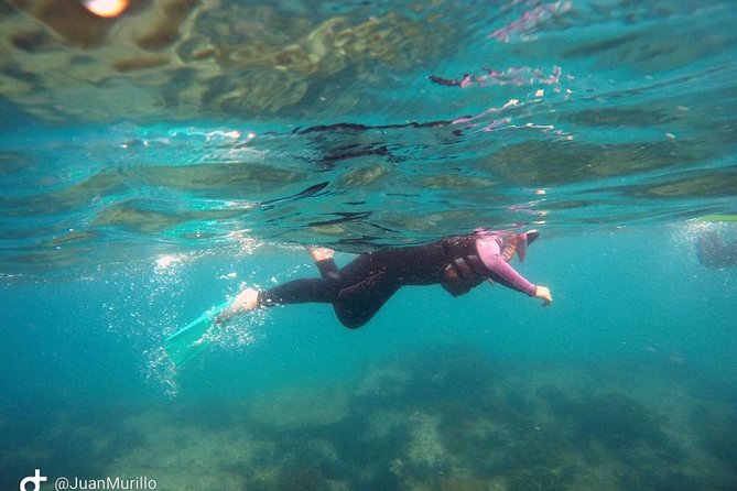 Snorkeling Adventure Cabo Pulmo - What you may see beneath the surface