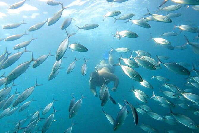 Snorkeling and whale watching Tour in Cabo - The included photos may be worth more than they sound