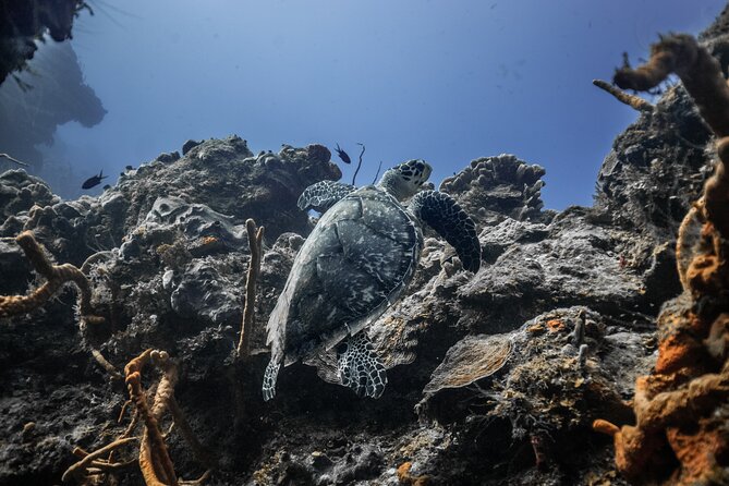Snorkeling in San Jose del Cabo - A gentle approach to snorkeling