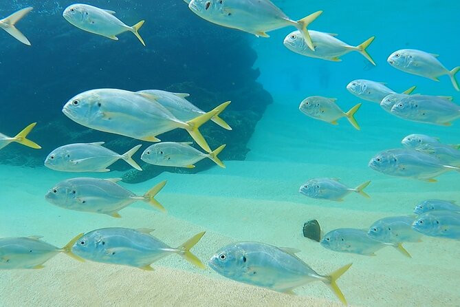 Snorkeling On Chilean Beach Transportation And Drinks Included - What happens during the 2-hour-30-minute outing