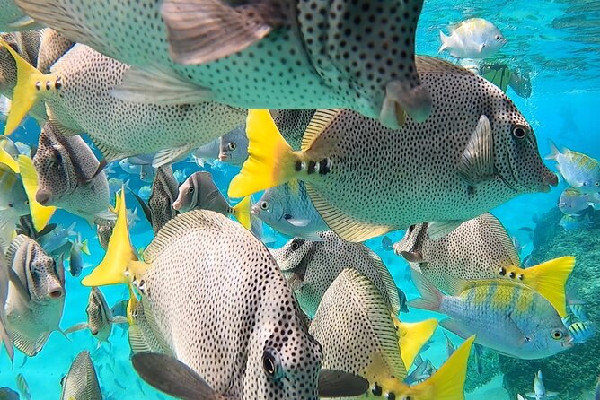 Snorkeling On Chilean Beach Transportation And Drinks Included - Transportation and the 10-minute pickup rule