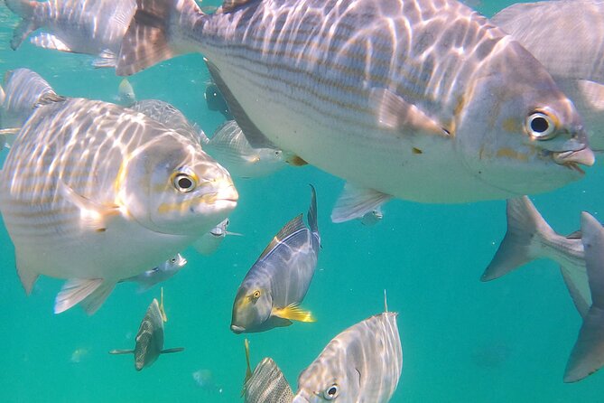 Snorkeling On Chilean Beach Transportation And Drinks Included - Who will enjoy this beach outing most
