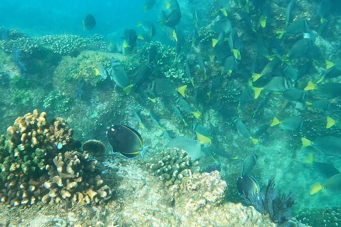 Snorkeling On Chilean Beach Transportation And Drinks Included - A useful choice for first-time snorkelers