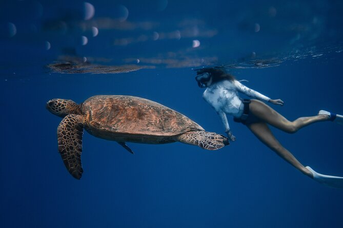 Snorkeling Open Ocean Wildlife Safari in Los Cabos with Photos Included - The 8 a.m. start at the Cabo marina