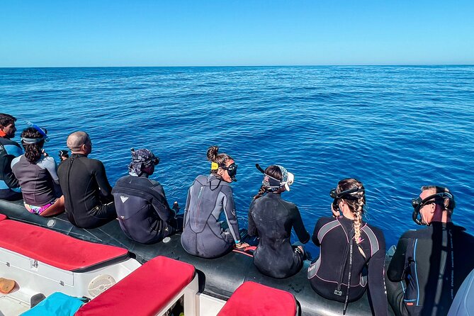 Snorkeling Open Ocean Wildlife Safari in Los Cabos with Photos Included - Searching the open Pacific for wildlife
