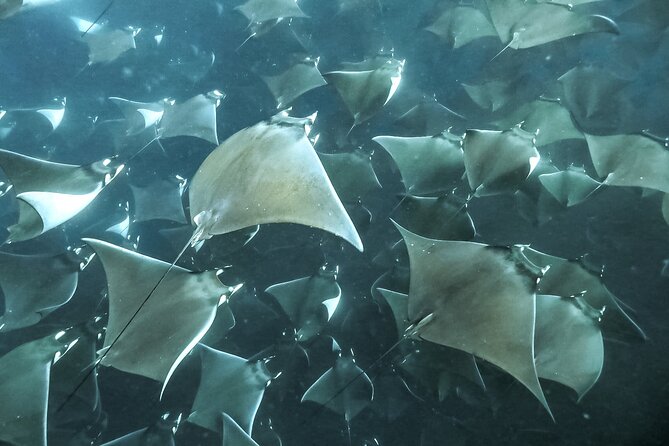 Snorkeling Open Ocean Wildlife Safari in Los Cabos with Photos Included - Reef snorkeling may be part of the day