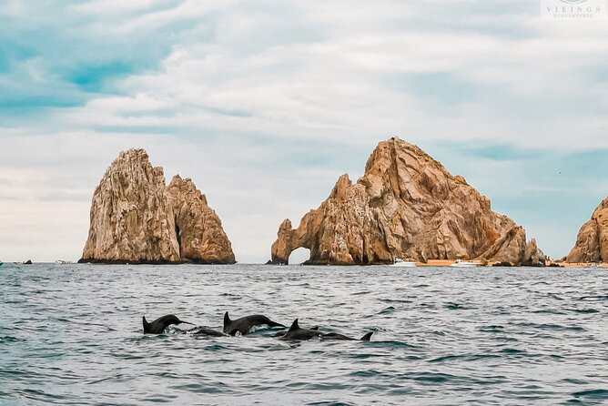 Snorkeling Open Ocean Wildlife Safari in Los Cabos with Photos Included - What the included gear, snacks, and media are worth