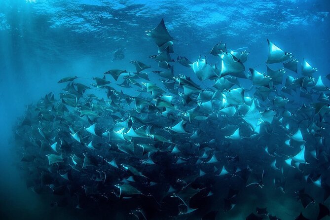 Snorkeling Open Ocean Wildlife Safari in Los Cabos with Photos Included - The $145 price and the real value