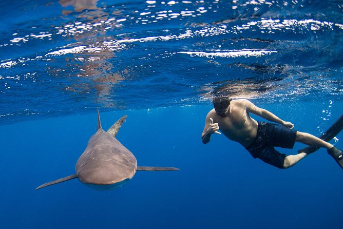 Snorkeling or Swimming with Sharks in Cabo San Lucas - What the four-hour Cabo shark trip is really like
