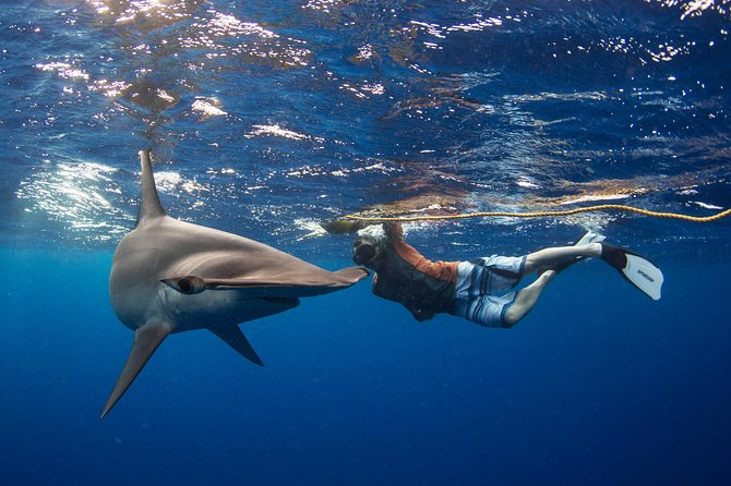 Snorkeling or Swimming with Sharks in Cabo San Lucas - Leaving the marina for El Arco and open water