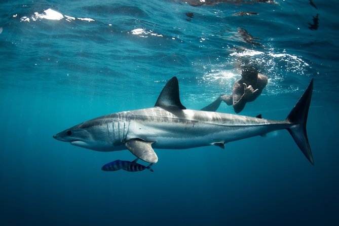 Snorkeling or Swimming with Sharks in Cabo San Lucas - Which sharks might you see?