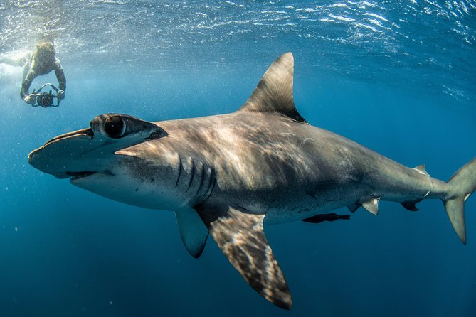 Snorkeling or Swimming with Sharks in Cabo San Lucas - The biggest risk is not the shark