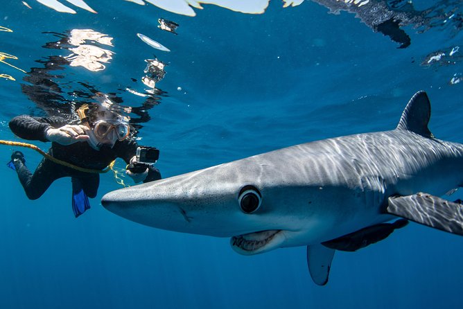 Snorkeling or Swimming with Sharks in Cabo San Lucas - Who will enjoy this most?
