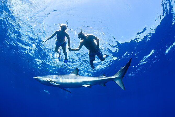 Snorkeling or Swimming with Sharks in Cabo San Lucas - Is the experience worth booking?