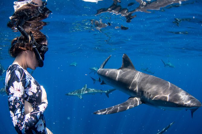 Snorkeling or Swimming with Sharks in Cabo San Lucas - The safety briefing and entering the water