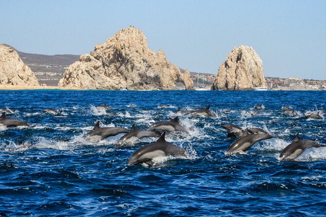 Sunrise Whale Watching boat tour with marine biologist - Who will enjoy this tour most