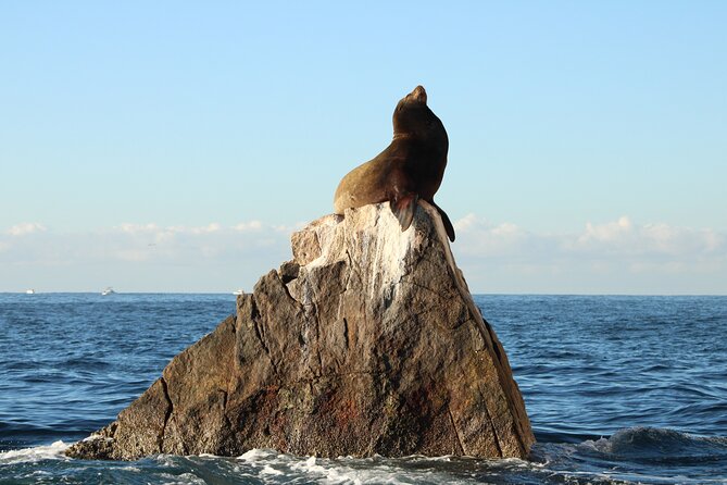 Sunrise Whale Watching boat tour with marine biologist - Planning the morning at O Dock
