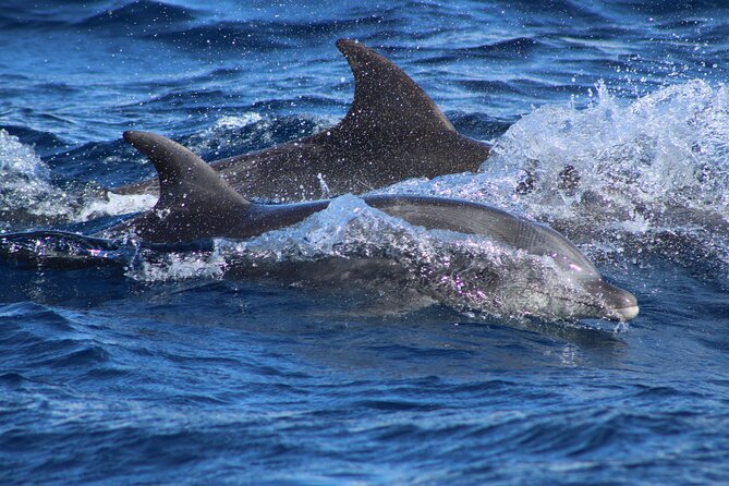 Sunrise Whale Watching boat tour with marine biologist - Should you book the Cabo sunrise whale tour?
